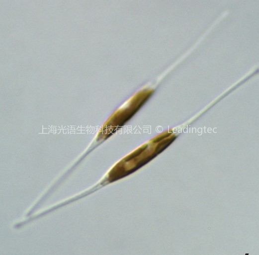 小新月菱形藻(Nitzschia closterium f.minutissima)