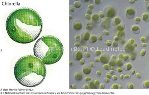 Chlorella小球藻