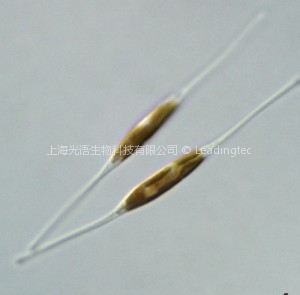 小新月菱形藻(Nitzschia closterium f.minutissima) 小新月菱形藻(Nitzschia closterium f.minutissima)