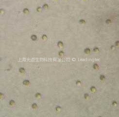 等鞭金藻 等鞭金藻