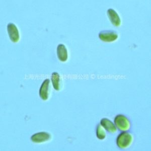 橢圓小球藻（GY-D20 Chlorella ellipsoidea）