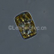 Cyclotella meneghiniana-100X-1