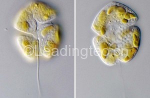 米氏凱倫藻 Karenia mikimotoi