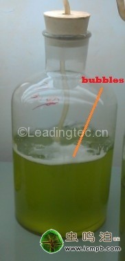 藻類培養(yǎng)氣泡