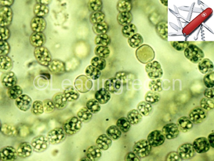 藍細菌中構(gòu)建新型“瑞士軍刀蛋白”——嵌合羧酶體復合物