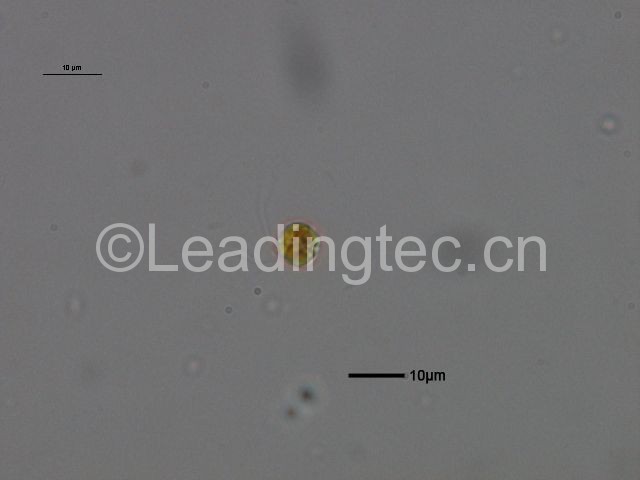 大洋橋石藻 有殼(GY-H54 Gephyrocapsa oceanica Kamptner)