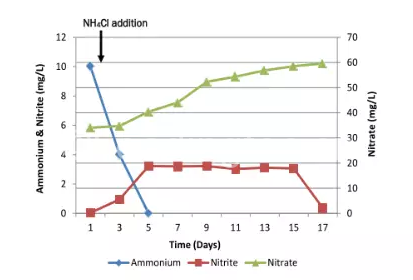 圖4：ZWD調(diào)節(jié)中基于銨根離子、亞硝酸鹽、硝酸鹽濃度上硝化細(xì)菌的表現(xiàn)