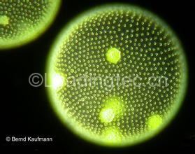 “綠藻俠”有什么本事？