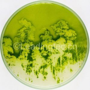 微藻滅活“定影