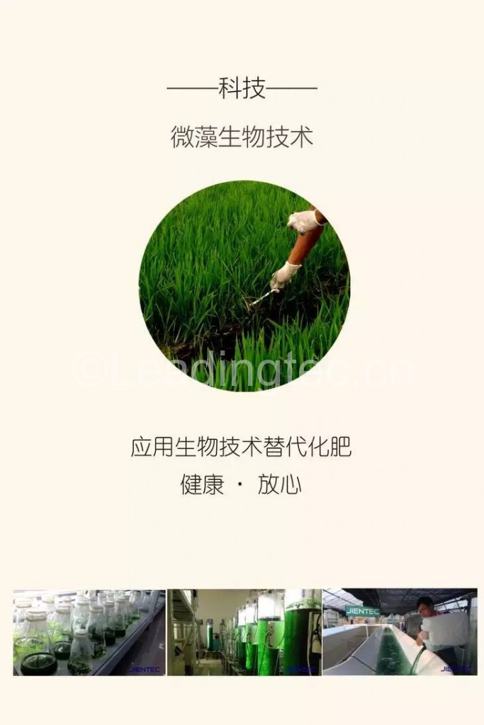 微藻生物有機(jī)肥培育的大米