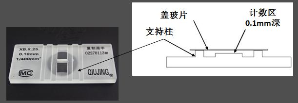 血球計(jì)數(shù)版結(jié)構(gòu)示意圖