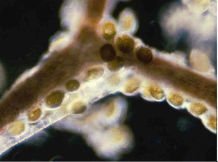 附著在基質(zhì)上的岡比亞藻