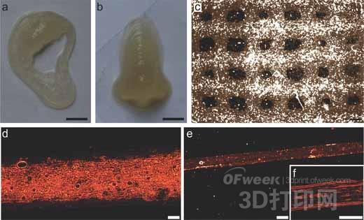 藻酸鹽能為生物3D打印提供更多優(yōu)勢(shì)