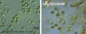 圖6.小球藻（Chlorella vulgaris） (左：NIES-642，右：AlgaeBase Image Reference: 5688）