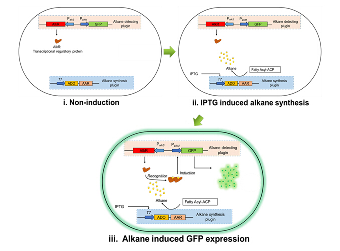 利用重組脂肪烴檢測基因元件將細(xì)胞內(nèi)脂肪烴信號(hào)轉(zhuǎn)變?yōu)闊晒庑盘?hào)，實(shí)現(xiàn)大腸桿菌脂肪烴合成的胞內(nèi)原位快速檢測