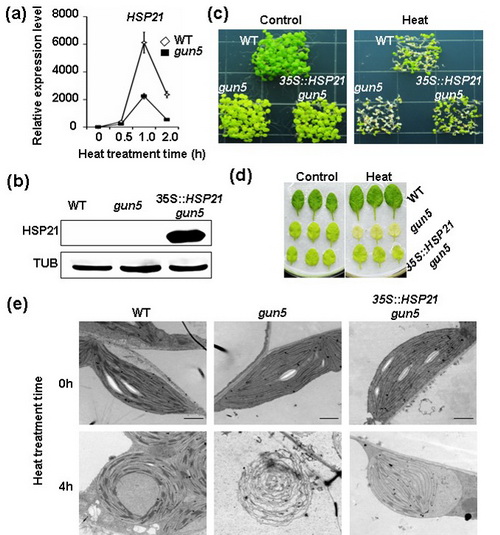 過表達(dá)HSP21顯著增強(qiáng)gun5突變體高溫抗性