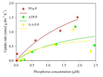 青島能源所在滸苔綠潮暴發(fā)中后期有機(jī)營養(yǎng)鹽吸收機(jī)理研究中取得進(jìn)展