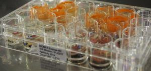 藻類在國際空間站外部的太空中存活了16個(gè)月