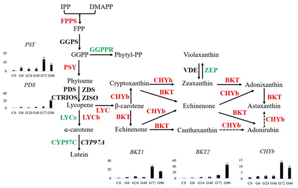 圖1.小球藻中蝦青素合成途徑中相關(guān)酶的表達(dá)情況。紅色表示表達(dá)上調(diào)的基因，綠色表示下調(diào)的基因，黑色表示不變的基因。