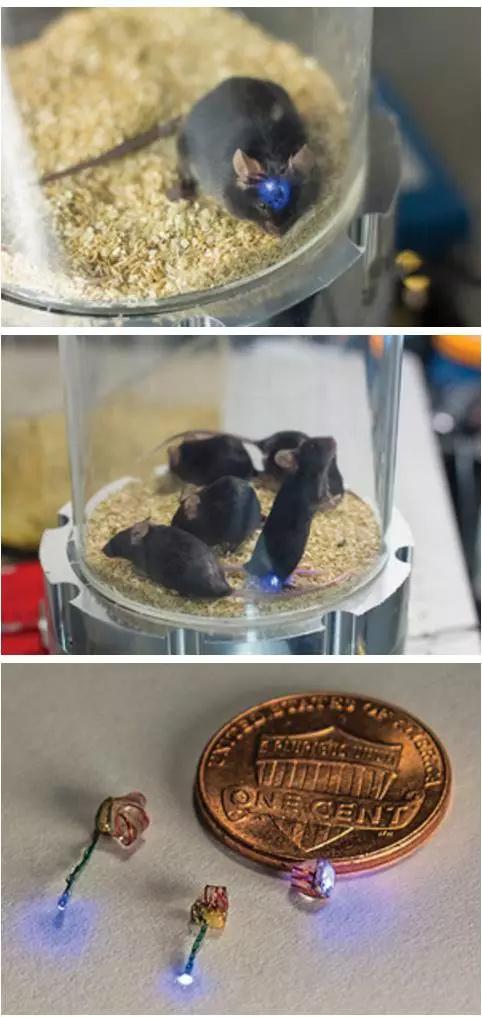 斯坦?？茖W(xué)家無(wú)線操縱基因工程小鼠