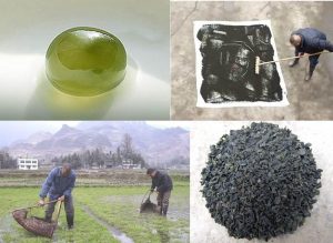 圖5. 葛仙米及采集曬干（圖片引自網(wǎng)絡(luò)）