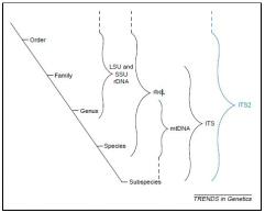 藻類鑒定服務流程