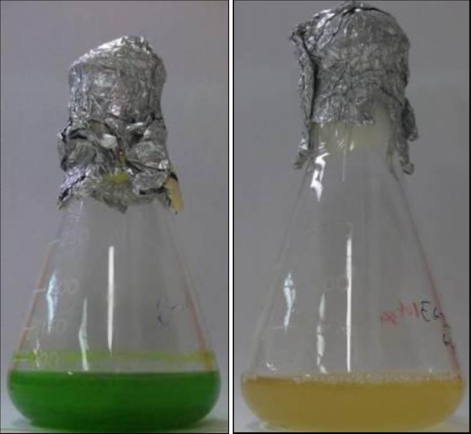 圖19.小眼蟲在光養(yǎng)條件下顯現(xiàn)綠色和而在無光異養(yǎng)的情況下會出現(xiàn)綠色全無的情況（Rob Field，2014）