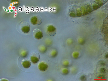 圖1.小球藻，Chlorella?vulgaris?Beyerinck （Algaebase：5688）