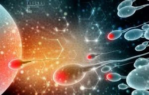 螺旋藻提高精子活性 螺旋藻提高精子活性