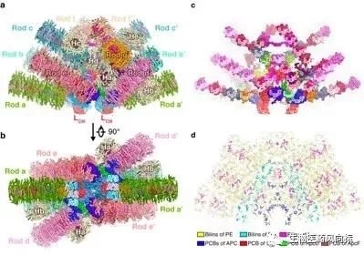 紅藻藻膽體的三維結構