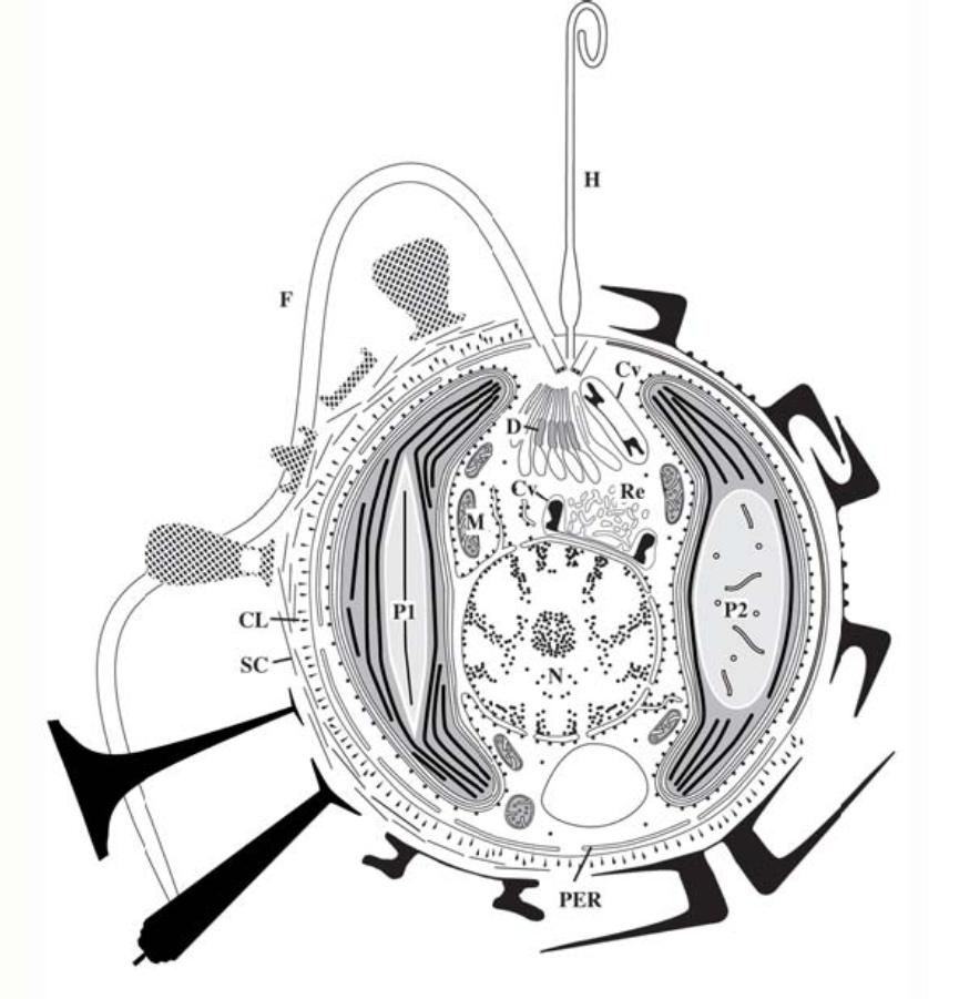 顆石藻（Coccolithophores）