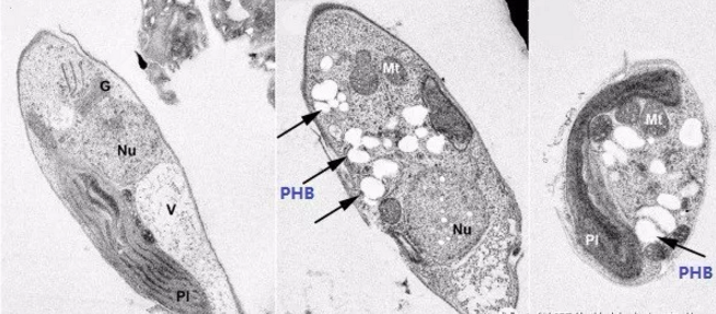 藻細(xì)胞的電鏡照（左邊圖為正常藻細(xì)胞，中間和右邊圖為產(chǎn)生PHB的藻細(xì)胞，白色顆粒即PHB）