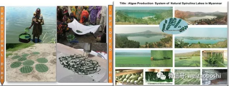 在非洲dihe城市乍得湖，通過改進(jìn)的技術(shù)、生產(chǎn)和銷售螺旋藻，Mahamat Sorto-聯(lián)合國糧食與農(nóng)業(yè)組織-乍得湖。緬甸天然螺旋藻的藻類生產(chǎn)-MinThein，緬甸制藥公司