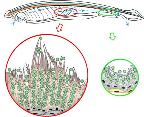 文昌魚盲囊上皮細(xì)胞能夠直接吞噬藻類等食物顆粒，紅色圈為盲囊部分，綠色圈為后腸部分