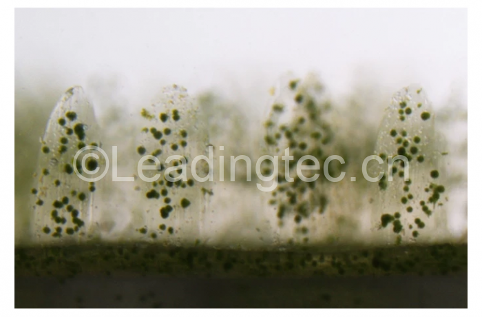 生物打印珊瑚 比天然珊瑚更有利于共生藻的生長