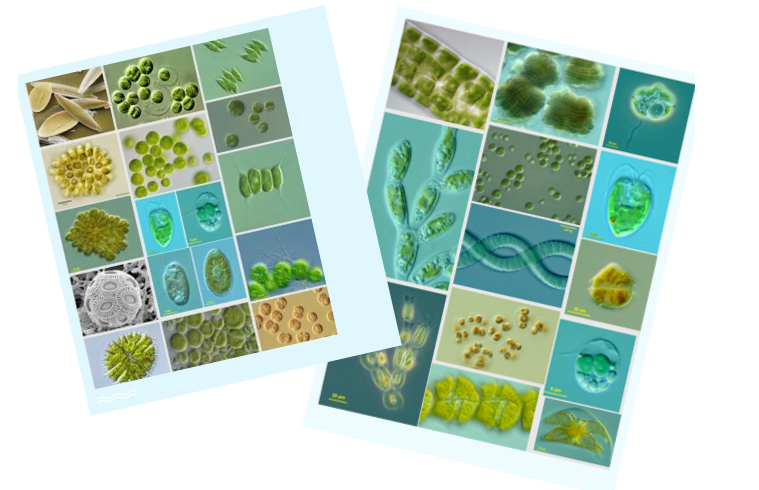 微藻“吃碳”，勢在必行！