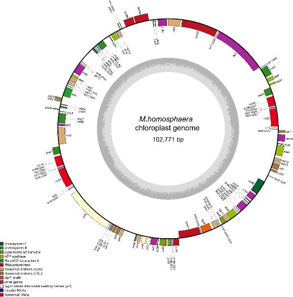 淡水超微真核藻全基因組測序首次完成