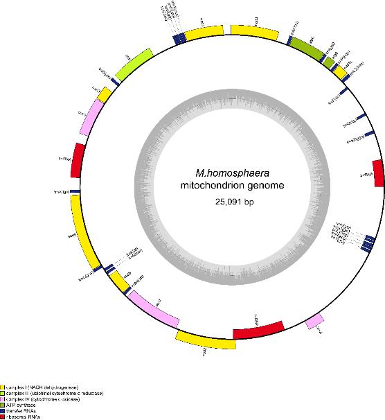 淡水超微真核藻全基因組測序首次完成