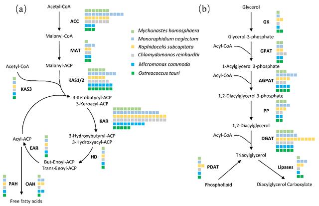 淡水超微真核藻全基因組測序首次完成