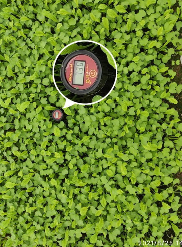 8月25日回訪，施用微藻的地塊PH值7.3
