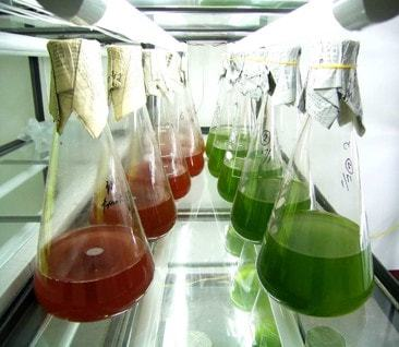 圖中為紅球藻、螺旋藻