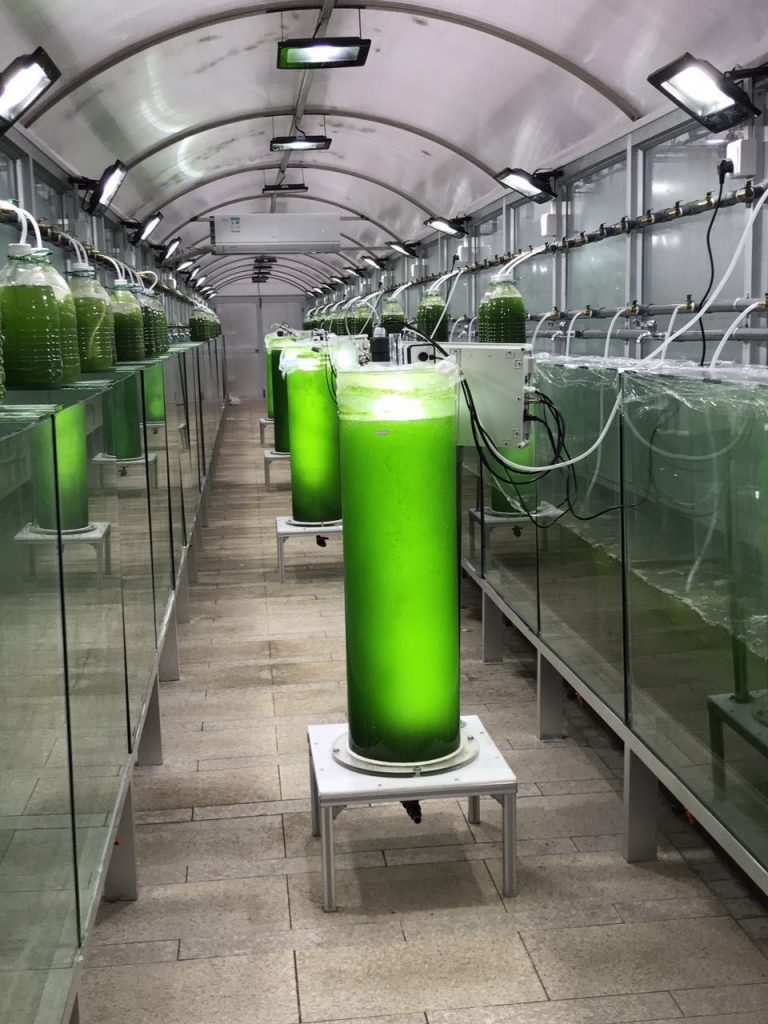 生物光反應(yīng)培養(yǎng)器 柱狀光生物反應(yīng)器