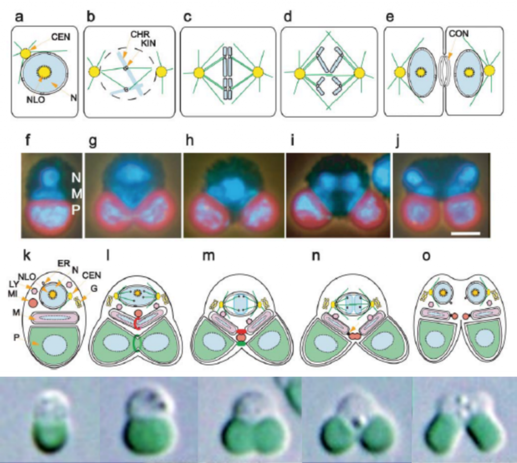 C. merolae細(xì)胞分裂過程圖解（Misumi et al., 2005；Miyagishima & Tanaka，2021）
