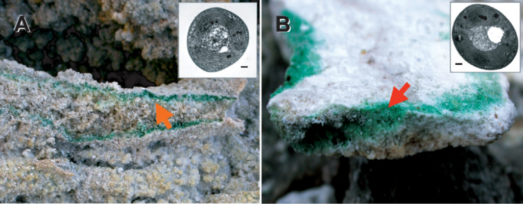 (A) 意大利托斯卡納Larderello的巖石內(nèi)和(B)那不勒斯Pisciarelli的青綠藻。箭頭表示在這些地點(diǎn)的巖石內(nèi)部繁盛的青綠藻生物群落。右上角電鏡圖像分別顯示了兩種Galdieria的細(xì)胞結(jié)構(gòu)，比例尺= 1 μm。（Yoon et al., 2006）