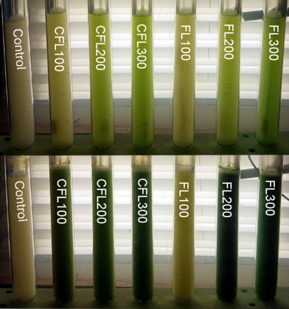  G. phlegrea，利用實(shí)驗(yàn)光反應(yīng)器（立管）為裝置，添加1%甘油進(jìn)行兼養(yǎng)，發(fā)光物質(zhì)添加量分別為100/200/300mg/L，上圖為培養(yǎng)2天的情況，下圖為培養(yǎng)5天的結(jié)果，