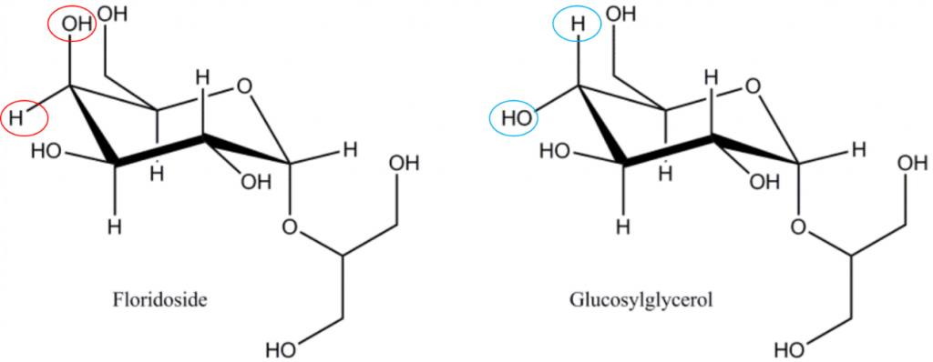 佛羅里達(dá)苷/甘油半乳糖苷（2-O-α-D-galactopyranosylglycerol）和甘油葡萄糖苷（2-O-α-D-glucopyranosylglycerol），注意佛羅里達(dá)苷與甘油葡萄糖苷在分子構(gòu)象上的差異，佛羅里達(dá)苷是紅藻光合作用的主要產(chǎn)物，佛羅里達(dá)苷是紅藻為動態(tài)碳庫，在同化為多糖分子（淀粉/糖原/細(xì)胞壁多糖）之前被暫時存儲。