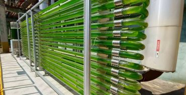 來自寶島臺(tái)灣的喜訊，開物生醫(yī)施總團(tuán)隊(duì)實(shí)施的工廠廢氣養(yǎng)藻系統(tǒng)方案取得巨大成功，5天收一次都來不及，3天OD到21，每次清洗好幾次，都是濃濃的藻。