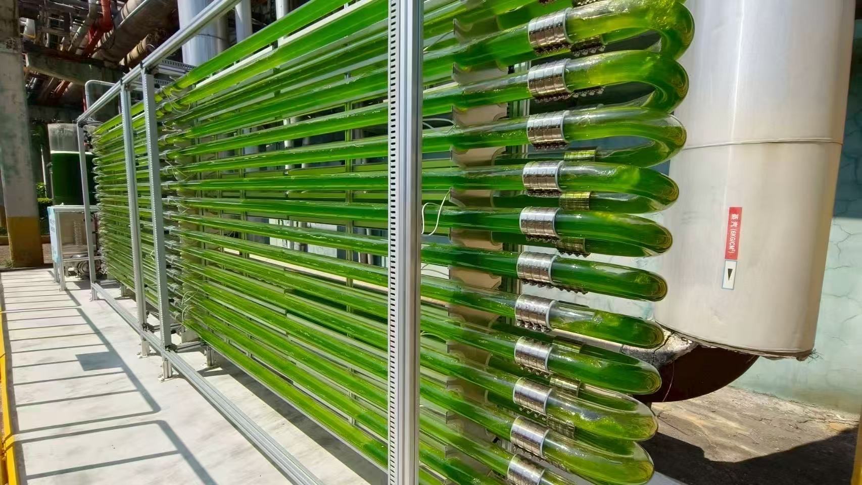 來(lái)自寶島臺(tái)灣的喜訊，開(kāi)物生醫(yī)施總團(tuán)隊(duì)實(shí)施的工廠廢氣養(yǎng)藻系統(tǒng)方案取得巨大成功，5天收一次都來(lái)不及，3天OD到21，每次清洗好幾次，都是濃濃的藻。