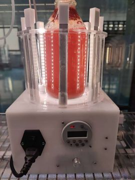 光語(yǔ)小型反應(yīng)器培養(yǎng)雨生紅球藻階段三