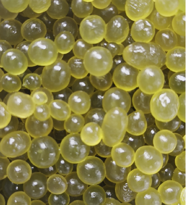 葛仙米什么樣？葛仙米外形